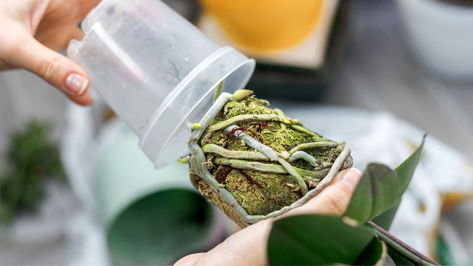 Someone holding the plant upside down to remove it from a transparent container, having thick-looking roots with green hues