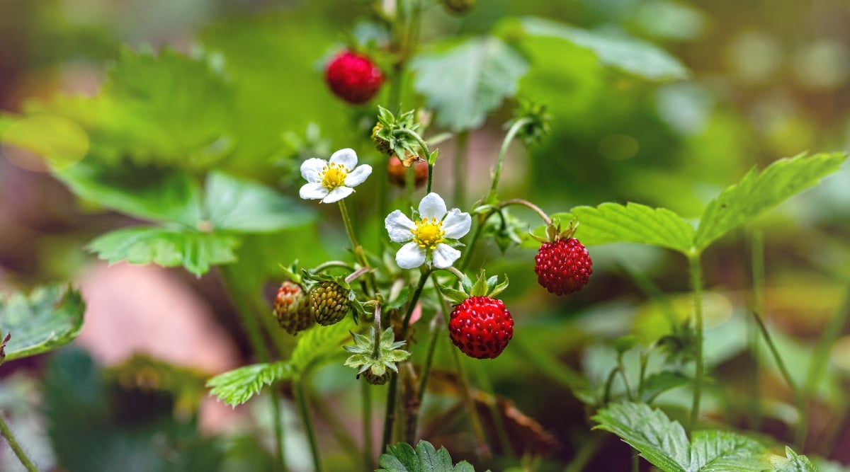 Wild strawberries, adorned with delicate white flowers boasting sunny yellow centers, emerge gracefully from a slender stem. The lush green leaves cradle this exquisite arrangement, forming a picturesque scene that encapsulates the beauty of nature's intricate design.