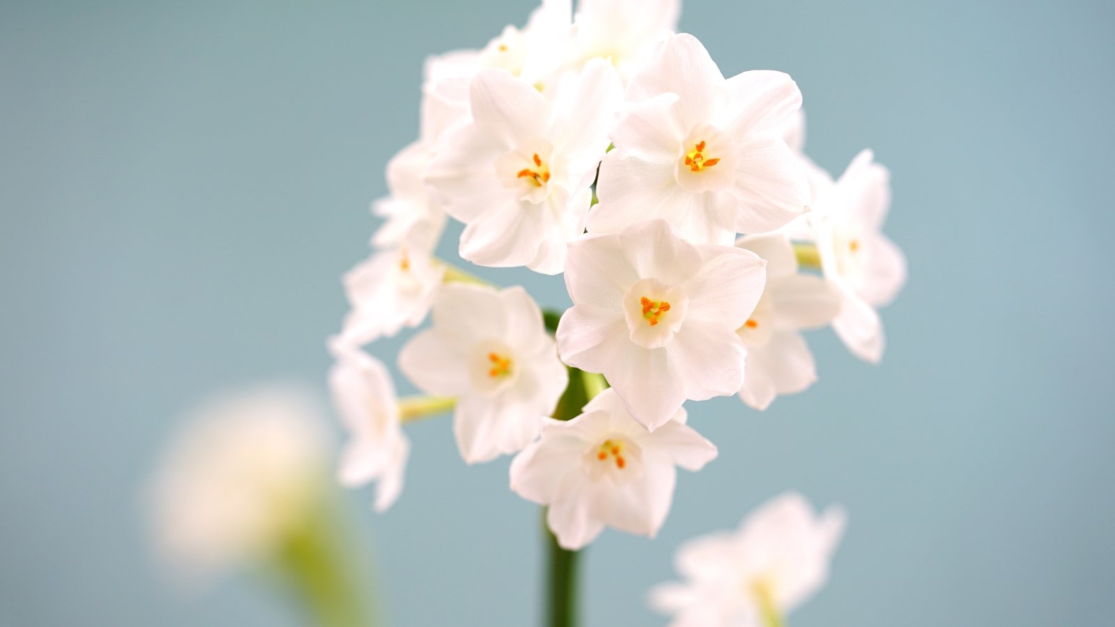 Clusters of small, white, star-shaped flowers sit atop tall, slender stems on a blue background.