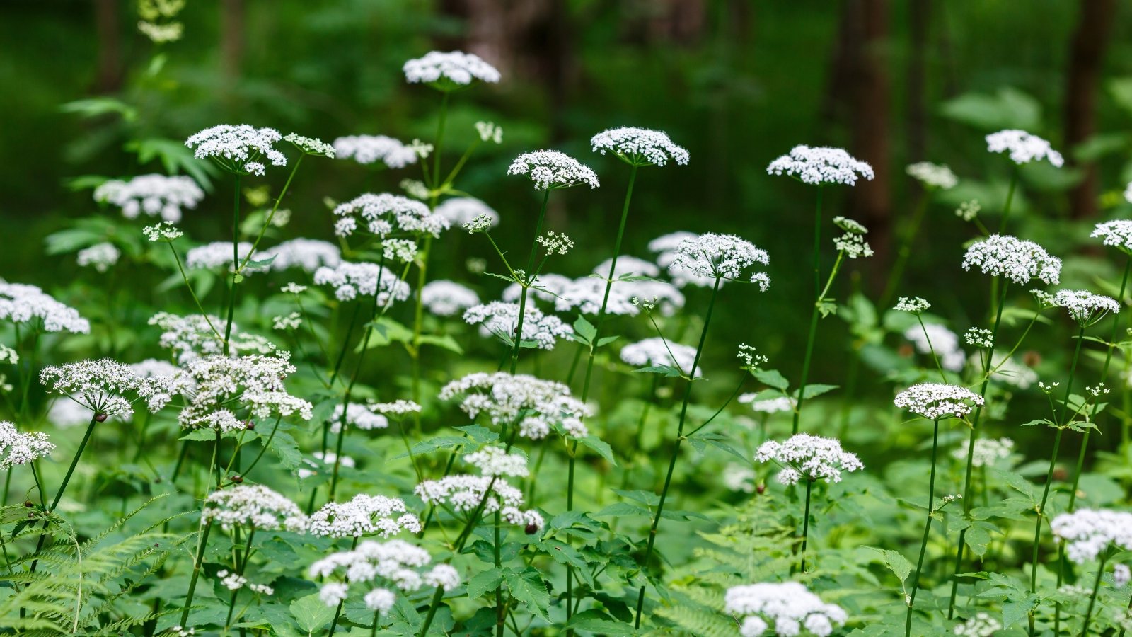 It features heart-shaped, variegated green and white leaves with delicate, lacy white flowers forming in umbels above the foliage.