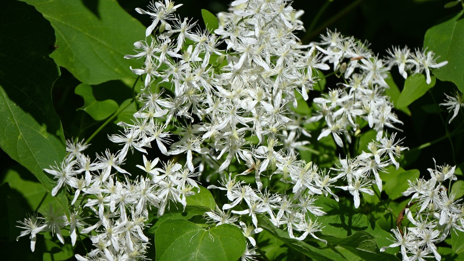 Close-up of a plant with small, star-shaped white flowers clustered together and large, heart-shaped dark green leaves.
