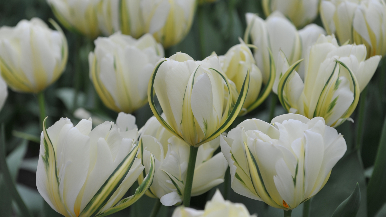 A cluster of white flowers with subtle green veins running along the petals, each bloom surrounded by lush green foliage.