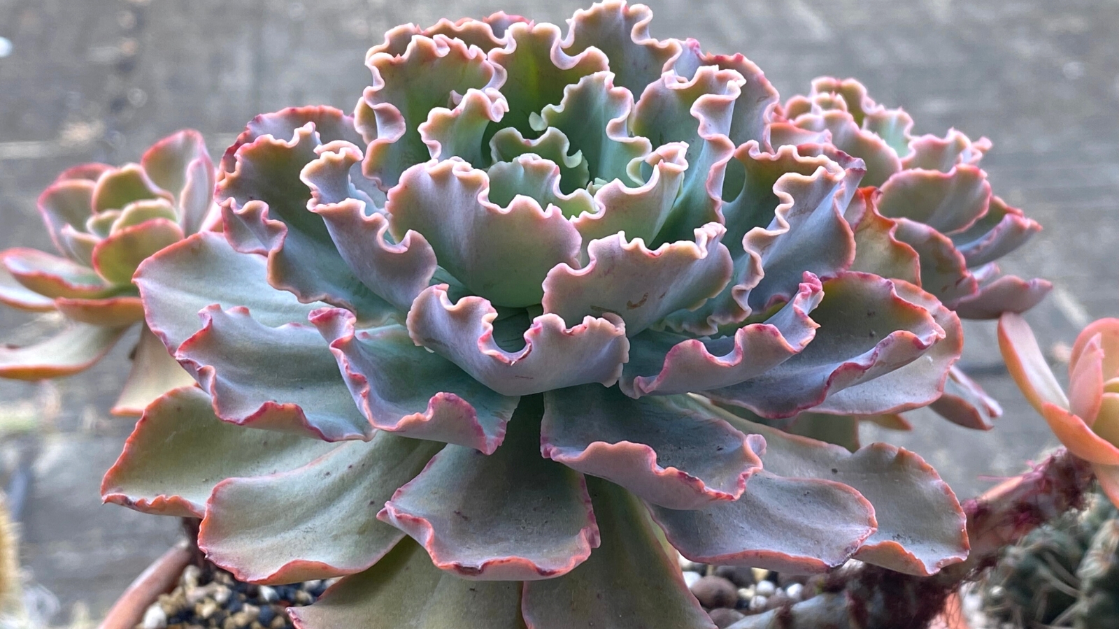 Close-up of Echeveria ‘Neon Breakers’ against a blurred background. Echeveria ‘Neon Breakers’ captivates with its stunning rosettes of succulent leaves, each one a vibrant masterpiece of color and texture. The leaves display a striking blend of neon green and electric pink, creating a bold contrast that commands attention. Their smooth, fleshy surfaces shimmer with a subtle iridescence, while delicate ridges and ruffled edges add dimension and character.