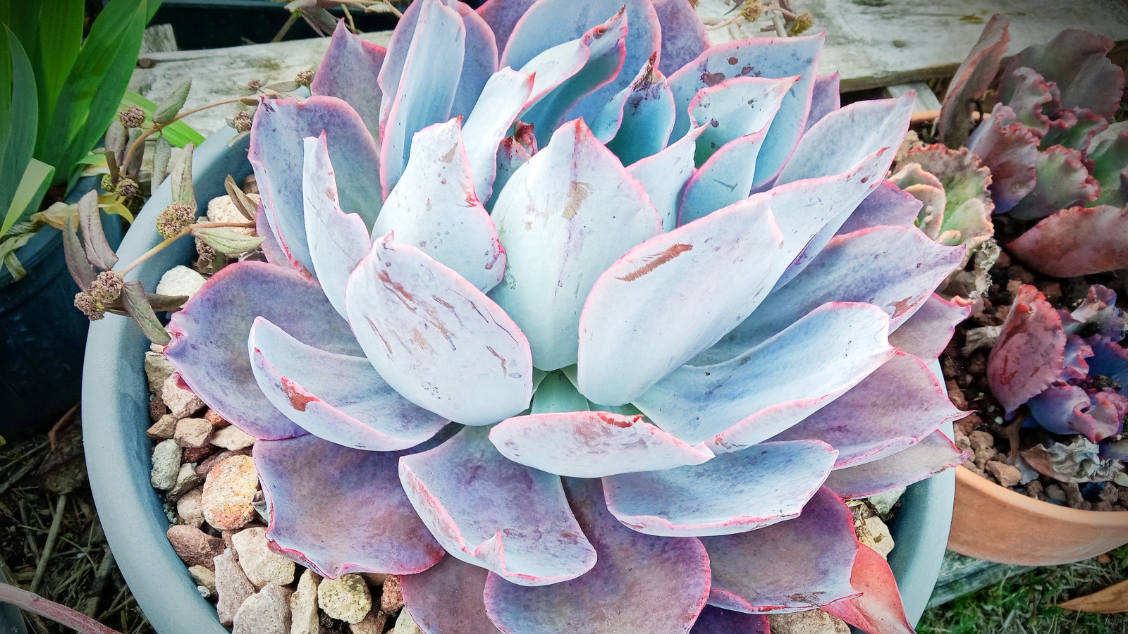 Close-up of Echeveria ‘Afterglow’ in a blue pot with small pebbles. Echeveria ‘Afterglow’ is a stunning succulent, characterized by its rosettes of broad, fleshy leaves in shades of pastel pink, peach, and lavender. The leaves have a powdery coating that gives them a soft, velvety texture and enhances their iridescent glow.