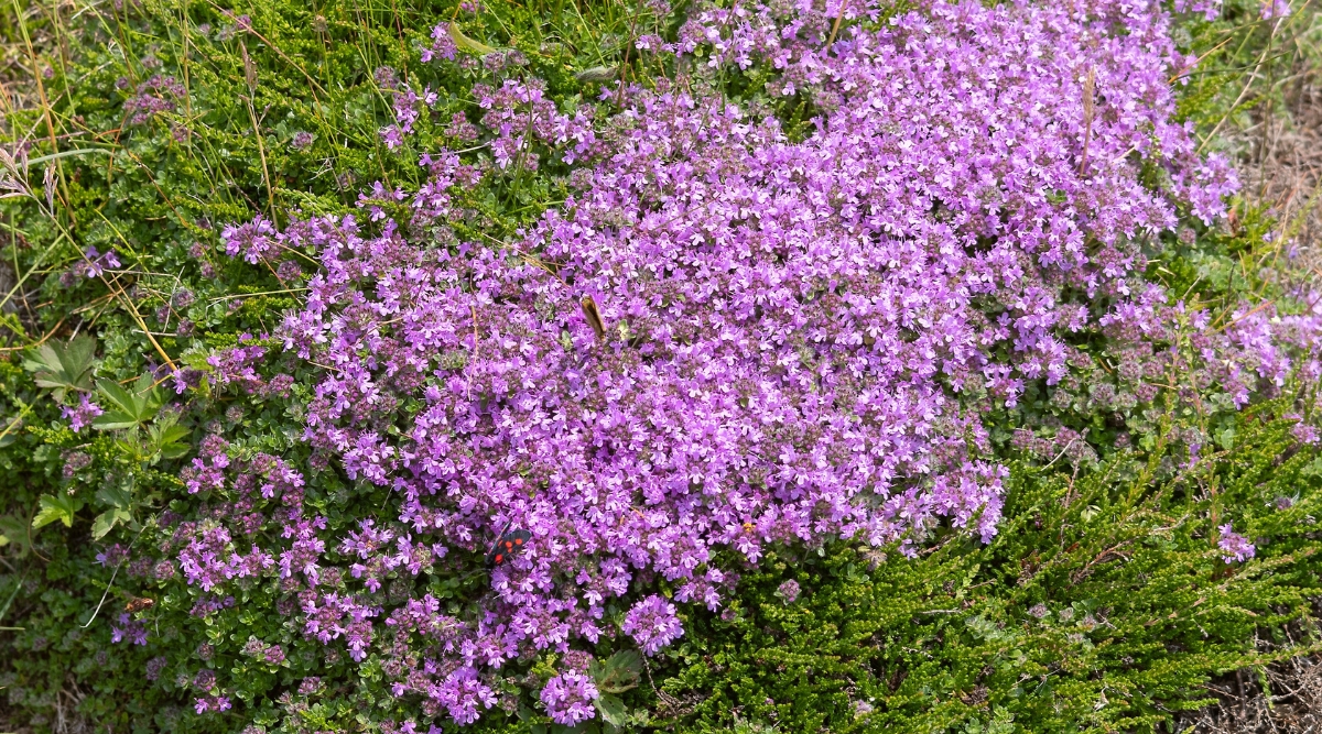 View of a growing Creeping Thyme ground cover (Thymus praecox) in the garden. This creeping ground cover forms a dense mat of tiny, aromatic, evergreen leaves. It produces clusters of small, tubular flowers of purple color.