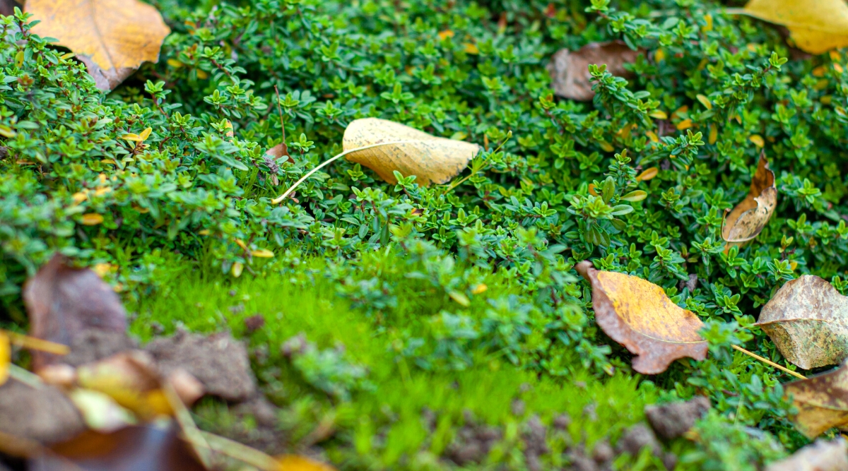 Background of thyme and autumn leaves in the garden. Creeping Thyme is a groundcover that features small, opposite, and aromatic leaves that are lance-shaped or elliptical. They are glossy and dark green in color. Autumn dry and yellow leaves lie on the ground cover.