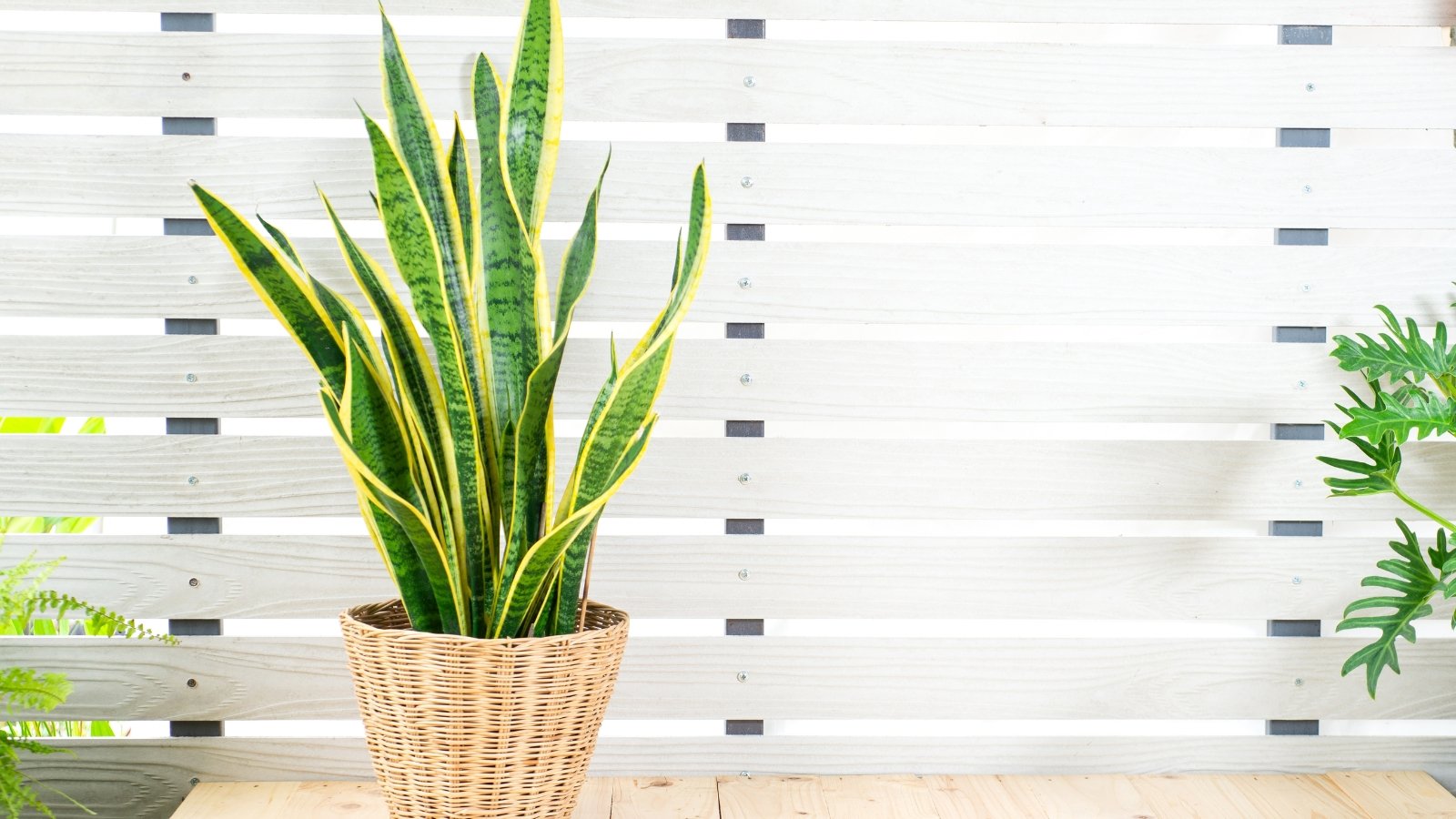 Stiff, upright leaves with green and yellow stripes grow in tall, sword-like clusters in a large wicker pot on a light windowsill.