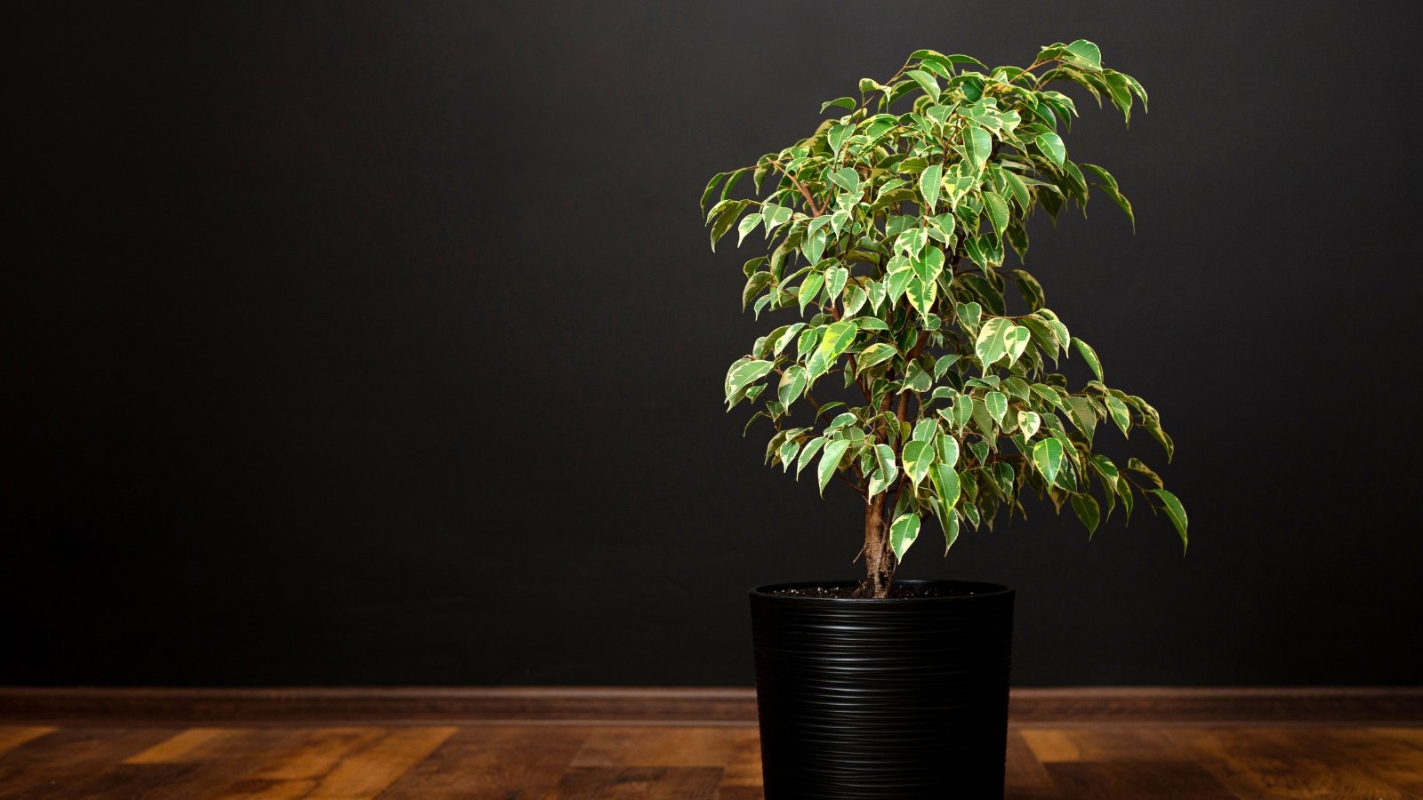 Thin, woody stems hold delicate, glossy green leaves with a weeping, bushy form in a large black pot on a black background.