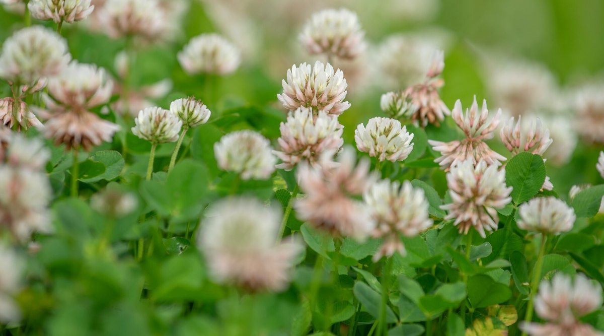 Close-up of blooming Trifolium repens, commonly known as White Clover, is a low-growing perennial plant with a distinctive appearance. Its leaves are trifoliate, forming three leaflets that are oval or heart-shaped, each with a white V-shaped mark. The foliage sits close to the ground on creeping stems, creating a dense mat of clover. White Clover produces small, white, pom-pom-like flower heads that rise on slender stems above the leaves.