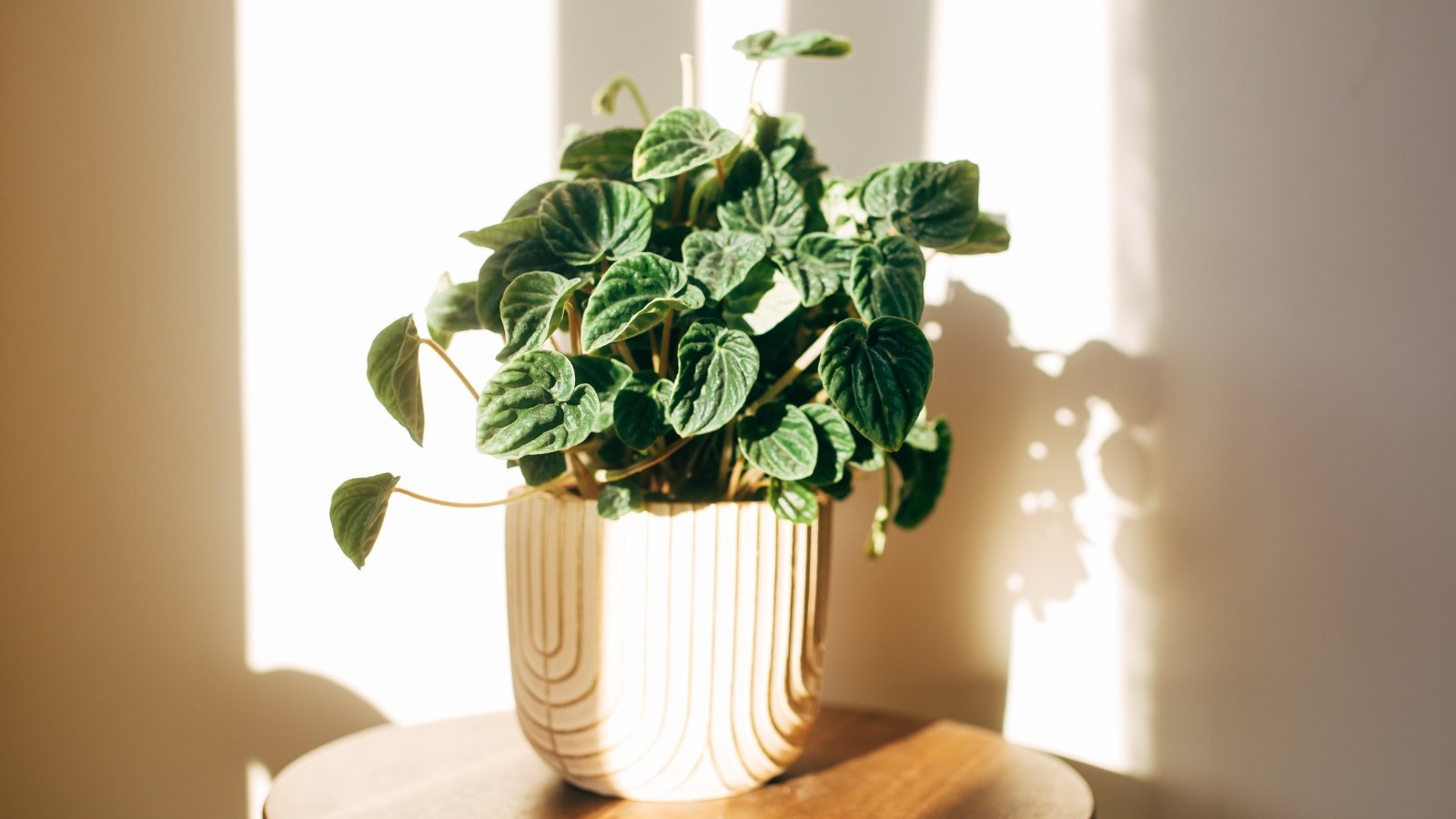 Round, fleshy green leaves grow densely along short, upright stems in a white decorative pot.