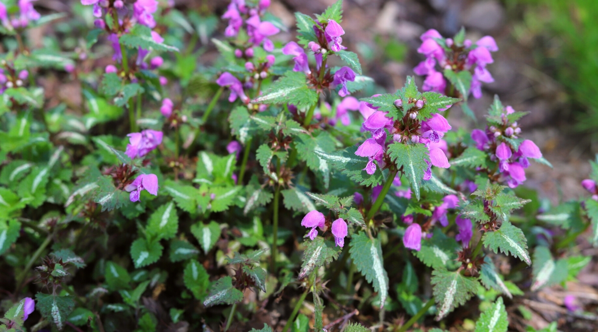 Close-up of Lamium maculatum 'Roseum' flowering plant in a garden. Dead Nettle is a perennial ground cover appreciated for its attractive and distinctive appearance. This variety features heart-shaped, silver-green leaves with a central silvery stripe. 'Roseum' produces clusters of tubular, hooded flowers that are a soft, muted pink color.