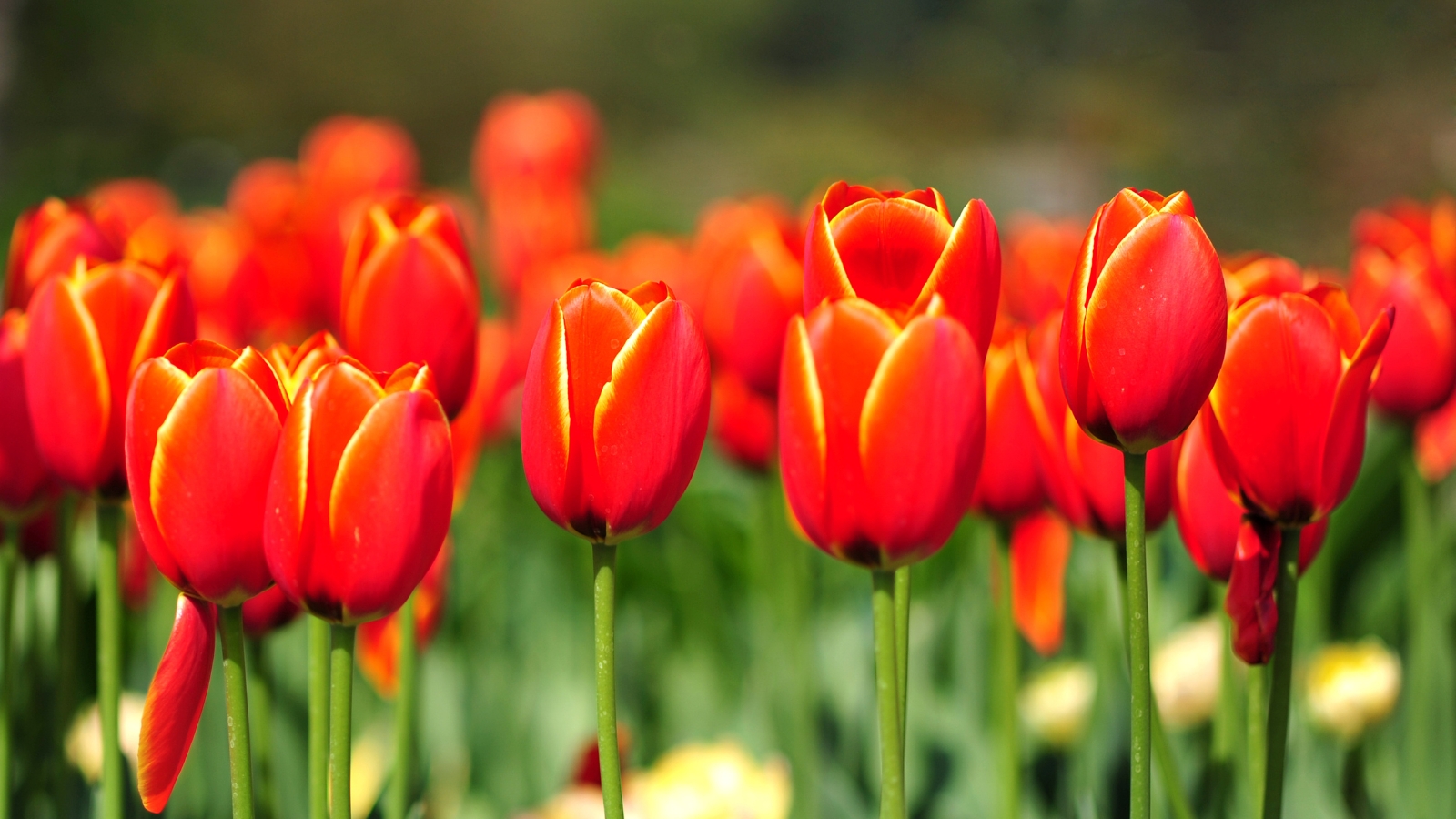 Bright orange petals with yellow edges form bold, cup-shaped blooms, each petal smooth and elongated, creating a warm, striking contrast against the deep green leaves.