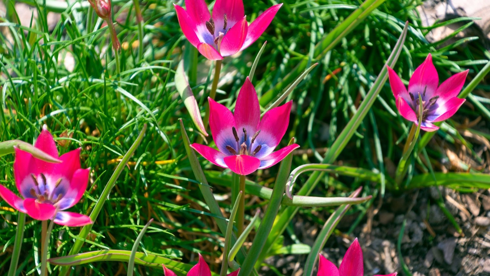 Low-growing stems support vibrant fuchsia flowers with a star-like shape, nestled among broad, grass-like leaves that create a cheerful display in the garden.