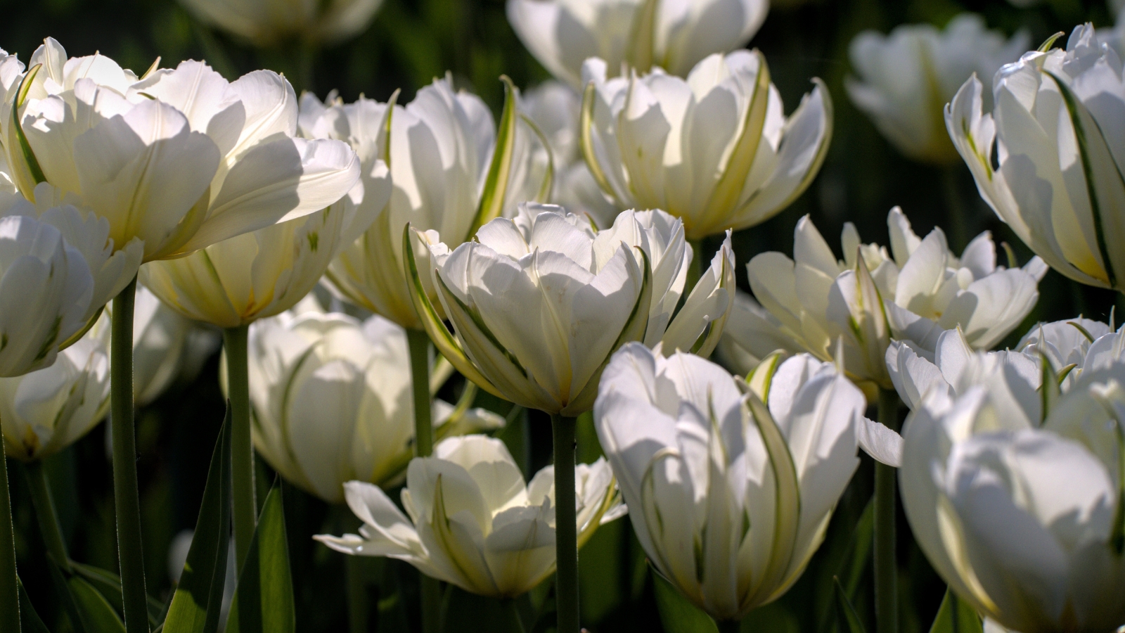 Bold white blooms with green-tipped petals form a striking display, each petal smooth and sharply defined, adding a crisp, fresh look against the green leaves.