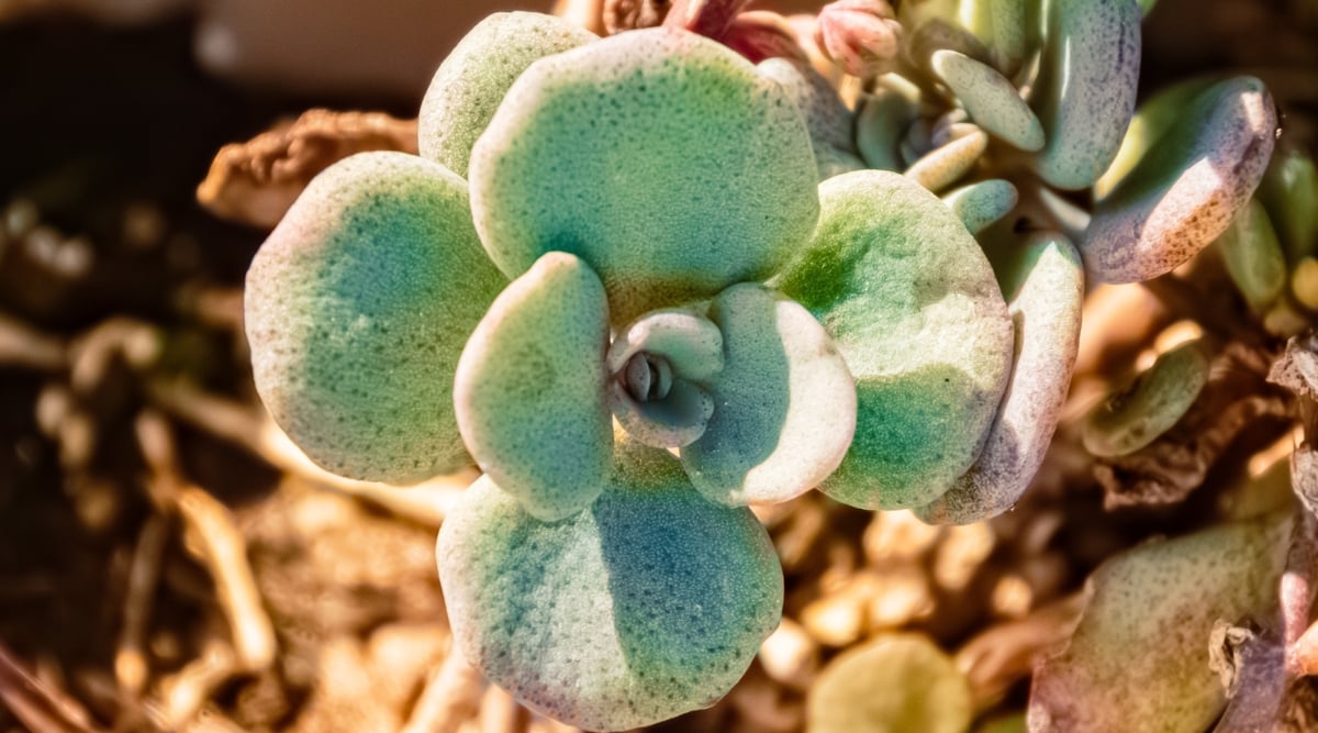 Sunlight gracefully bathes a cliff stonecrop, highlighting its textures and vivid green hues. The plant's rosettes embrace the sunlight, showcasing nature's ability to thrive  in harsh landscapes with elegance and determination.