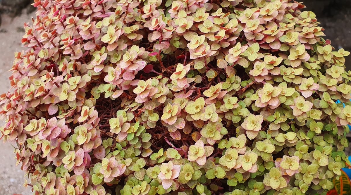 A vibrant sedum 'Ogon' plant featuring leaves blending hues of green and red. The striking color variation creates a visually appealing and lively display in any garden or indoor space.