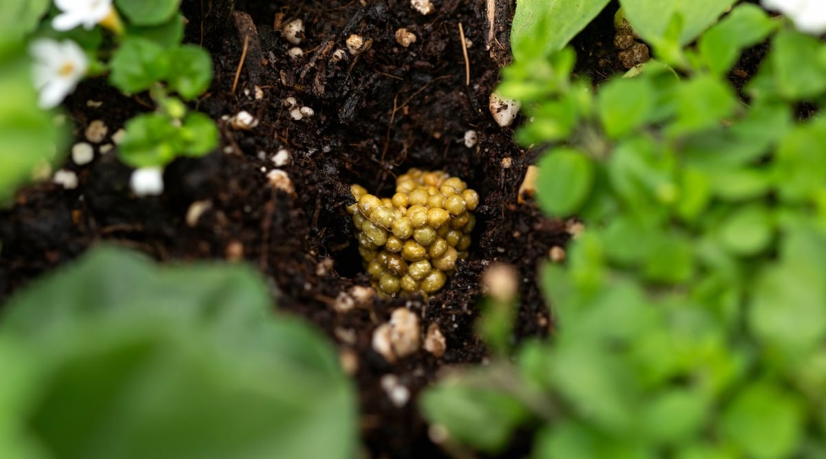 A close-up captures brown slow-release fertilizer granules meticulously placed in rich, black compost. The golden hues of the granules blend seamlessly with the nutrient-rich compost, creating a harmonious environment for plant growth. Surrounding the granules, vivid green leaves signify the promise of flourishing plant life.
