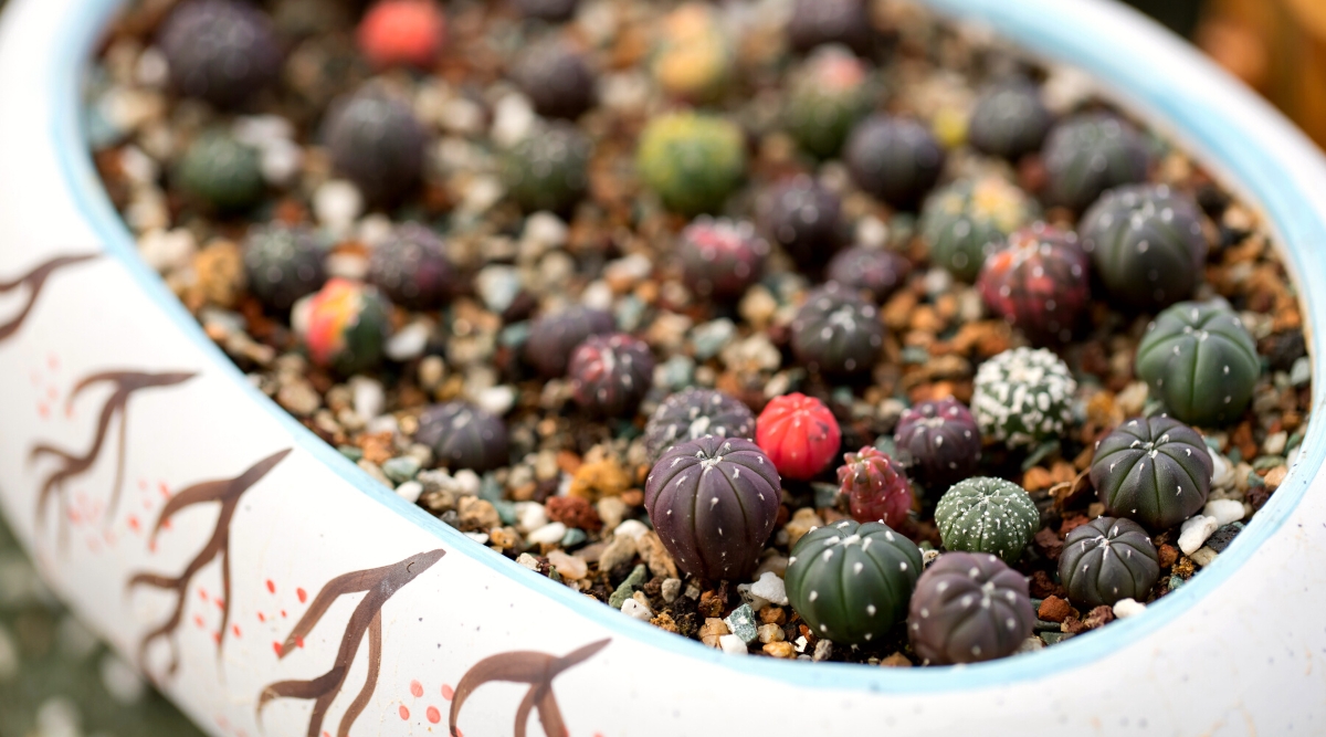 Close-up of many tiny Astrophytums cactus in a decorative white ceramic pot. Tiny cactus plants are diminutive yet captivating succulents that boast a charmingly compact and spherical form. These cacti feature a vibrant green or bluish-green coloration, tinged with red or purple hues at the tips.