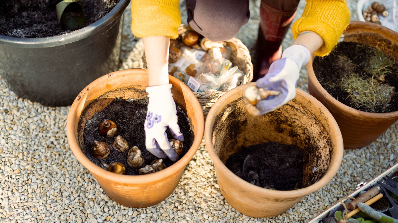 A woman in white gloves carefully plants bulbs into a large clay pot filled with dark, rich soil, surrounded by a vibrant garden.
