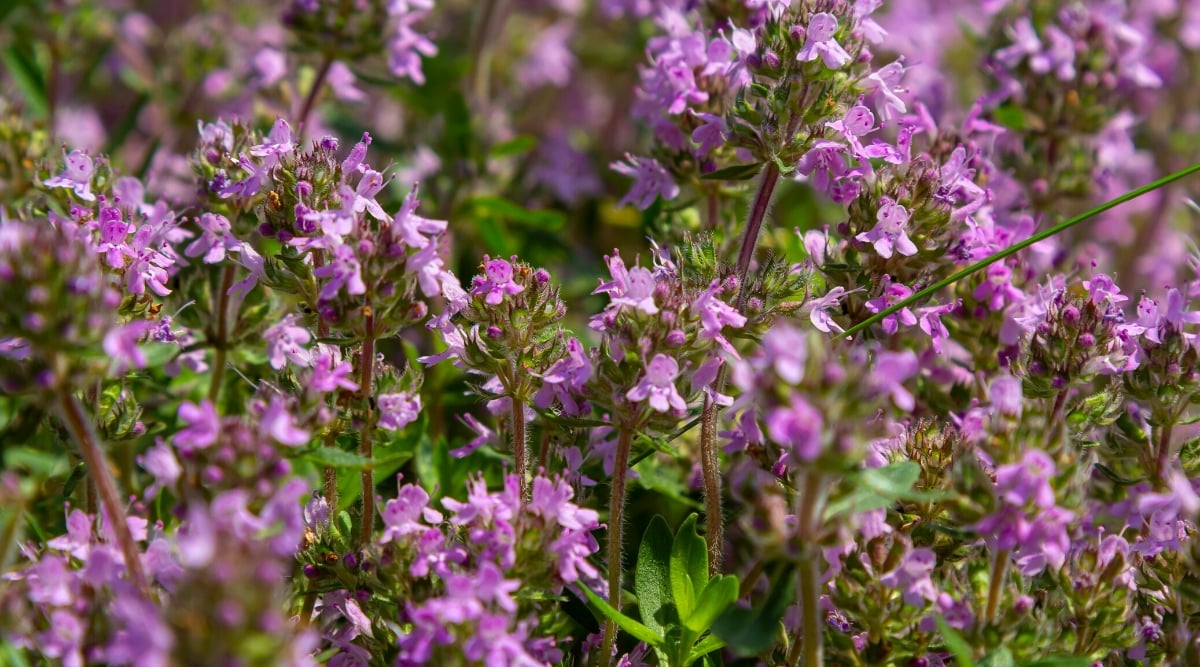 Close-up of a flowering ground cover plant, Creeping thyme (Thymus serpyllum), in a garden. Creeping thyme is a delightful, low-growing herb. The tiny, oval-shaped leaves are densely packed along trailing stems, creating a carpet of vibrant green. The plant produces tiny, tubular flowers in a lavender hue.