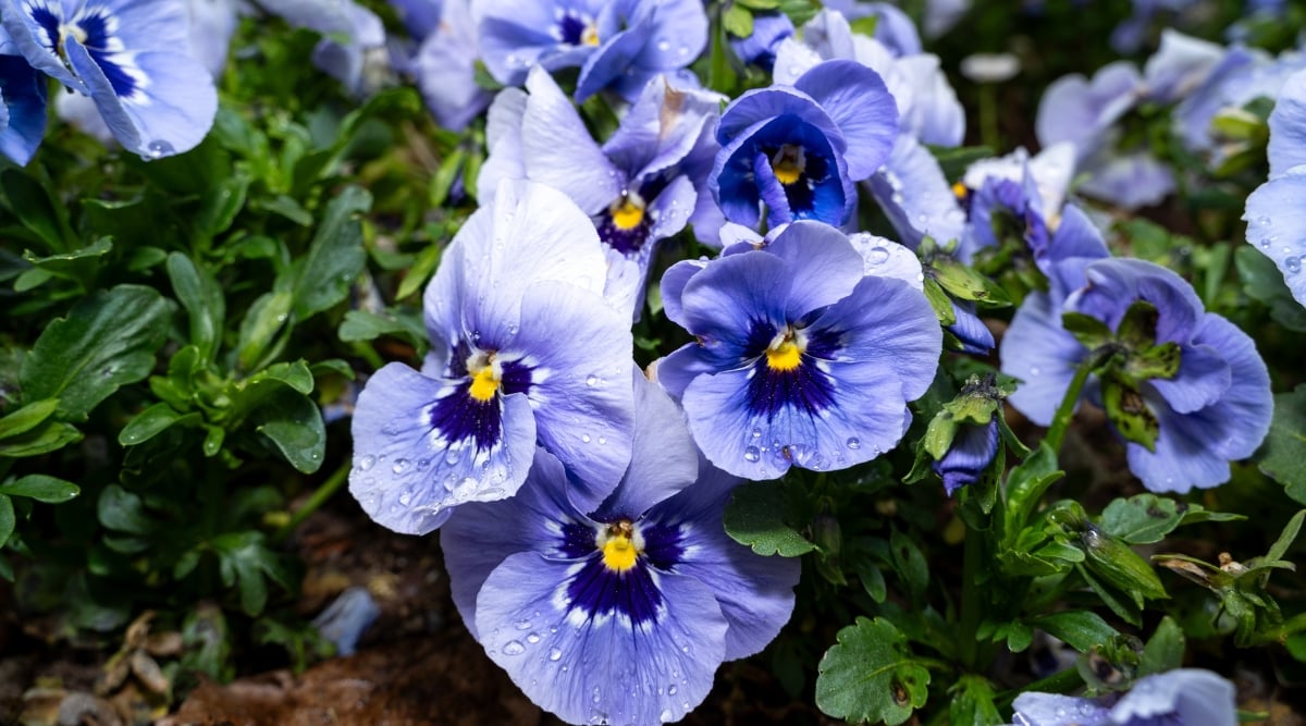 Close-up of a flowering Viola × wittrockiana plant with water drops. These cool-season annuals or biennials boast rounded, velvety-textured petals of a delicate blue color with blue markings closer to the center of the flower. The flowers have a distinctive "face," marked with dark lines radiating from the center, adding to their visual allure. Pansies have a compact growth habit with dark green, slightly serrated leaves.