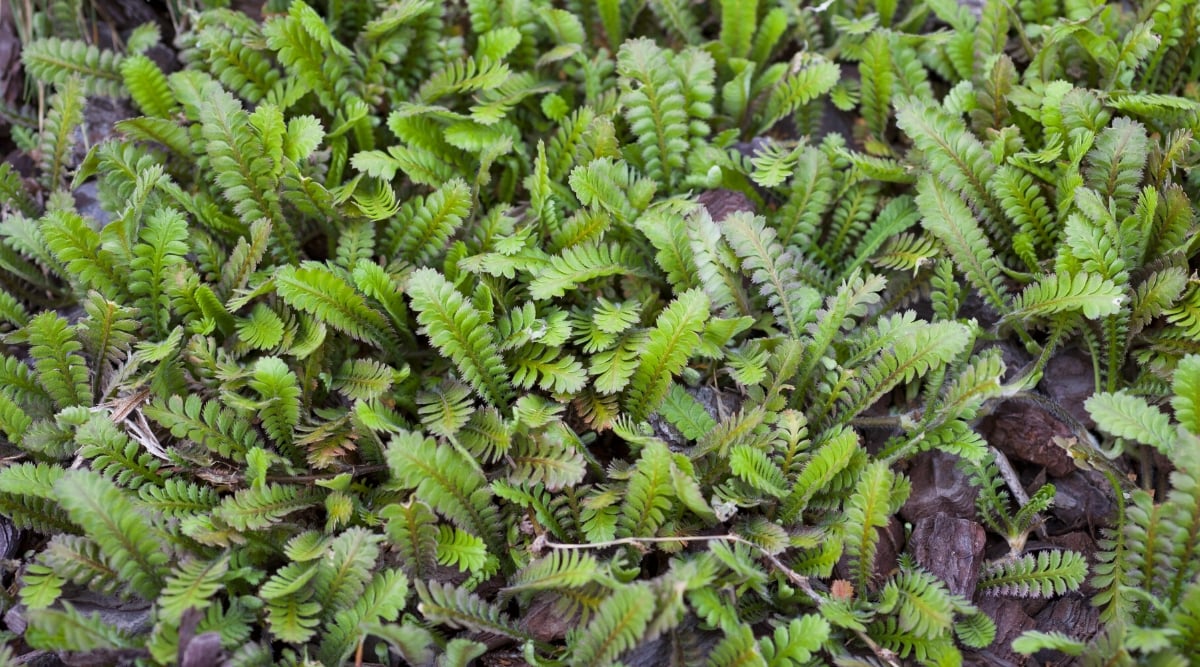 Top view, close-up of Brass Buttons in a rock garden. Brass Buttons (Leptinella squalida) is a charming and diminutive perennial ground cover appreciated for its unique appearance. Forming tight, moss-like cushions, this plant features intricately dissected, fern-like foliage that is bright green and has a lacy or feathery texture.