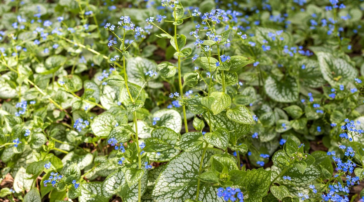 Close-up of a flowering Brunnera macrophylla plant in a sunny garden. The Heartleaf Brunnera also known as Siberian Bugloss, is an enchanting perennial valued for its heart-shaped leaves and delicate, early-spring blooms. The large, basal leaves have a distinctive silver-green hue with prominent veining. The foliage forms a dense, ground-hugging clump. Airy sprays of tiny, bright blue flowers rise above the foliage