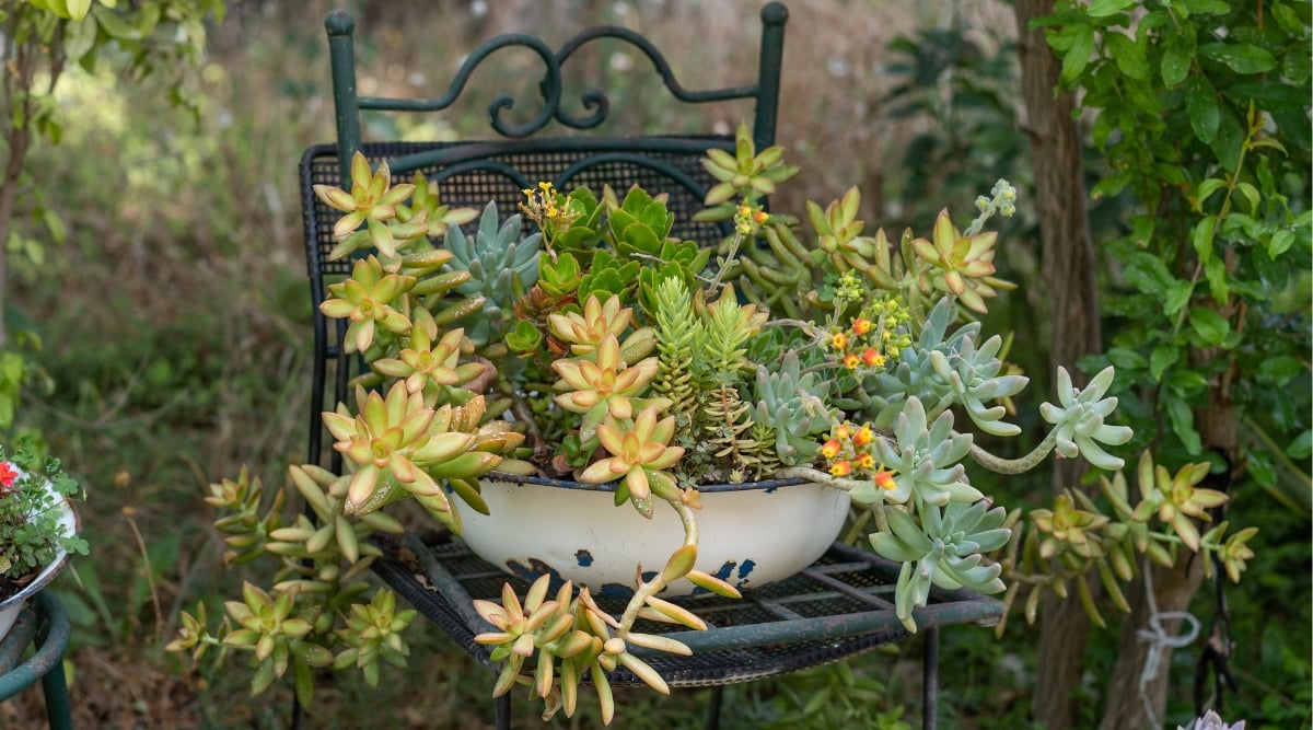 A white ceramic bowl serves as a charming planter, adorned with a delightful assortment of succulents. Resting gracefully on a black metal chair, the overflowing bowl of succulents becomes a focal point, blending seamlessly with the surrounding lush greenery.