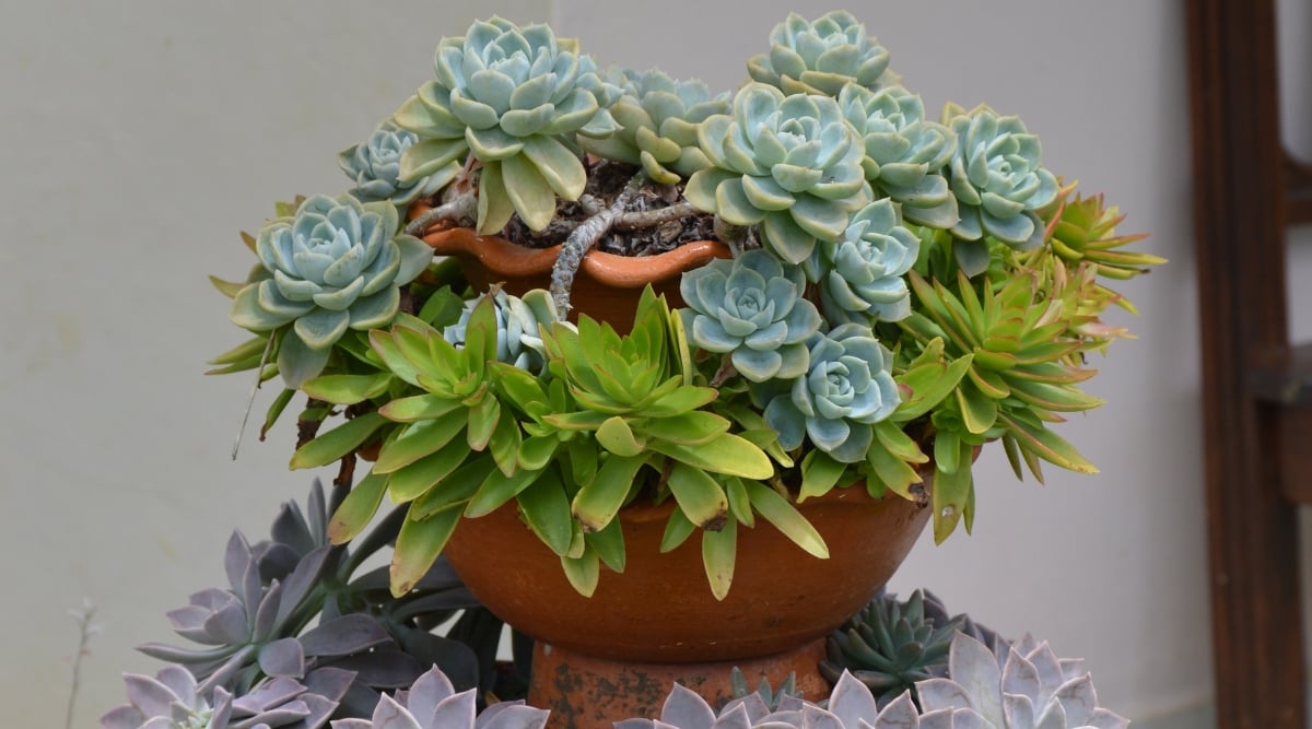 A triple-tiered clay pot displays a vibrant arrangement of succulents, with each level featuring a unique variety. The cascading tiers create a visually stunning composition, showcasing the diverse shapes, colors, and textures of the carefully selected succulent species.
