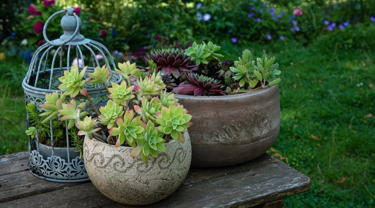 In a serene garden setting, a variety of petite, vibrant green succulents rest in assorted decorative pots atop a rustic, earth-toned table. Positioned amidst lush greenery, the table provides a charming display of these succulents, adding to the garden's natural allure.
