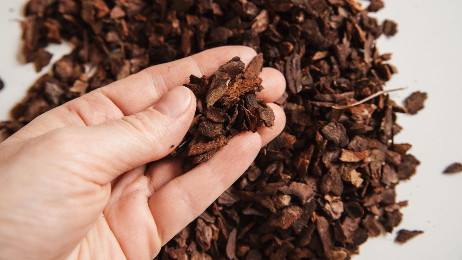 A close-up shot of a person's hand holding a small portion of pine bark with the same material in the background.