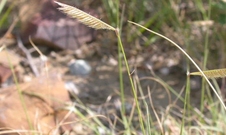 Grama grass flower stalk