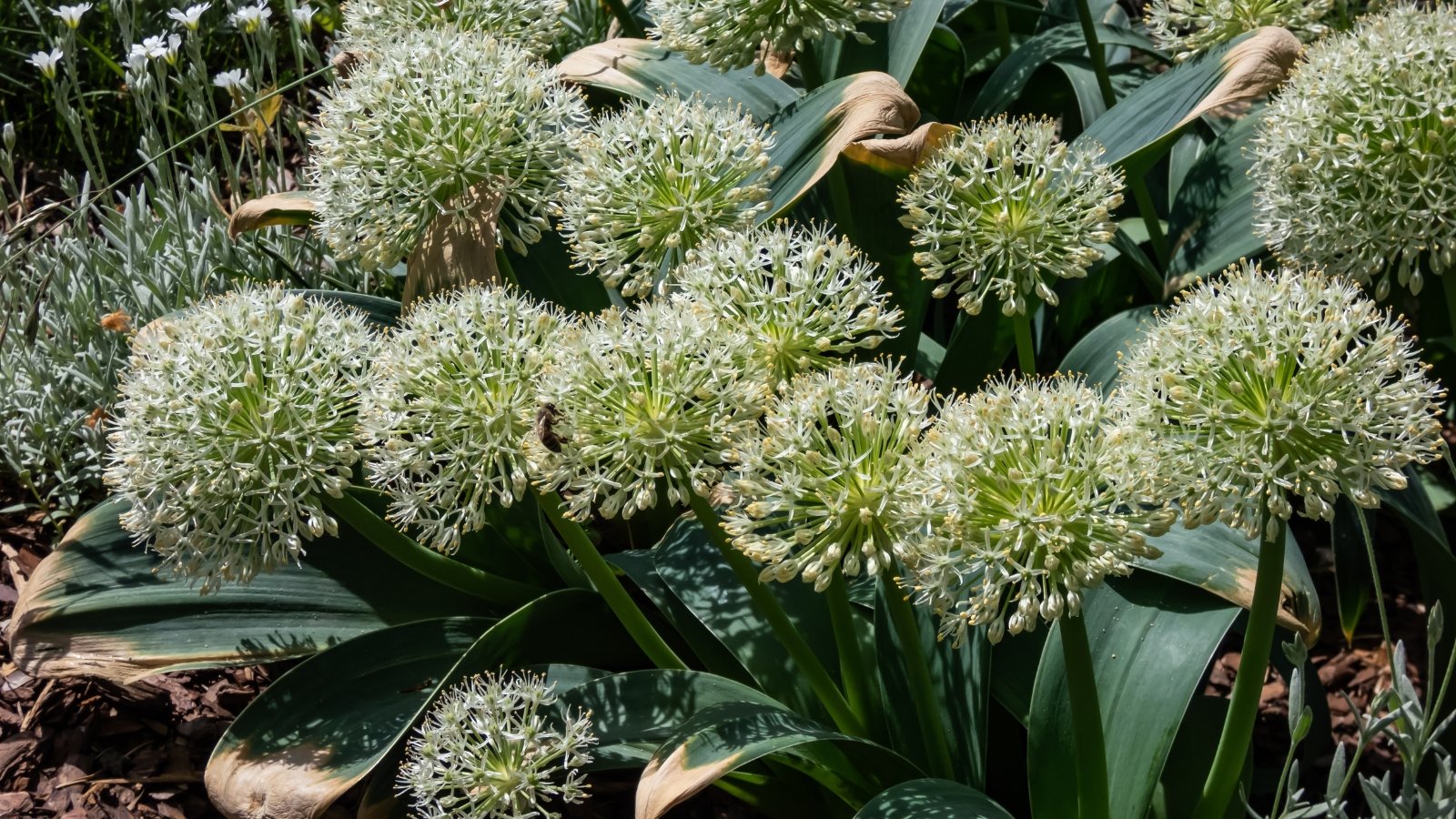 Elegant, ivory-white spherical flower clusters emerge on thick, sturdy stems, complemented by broad, strap-like green leaves.