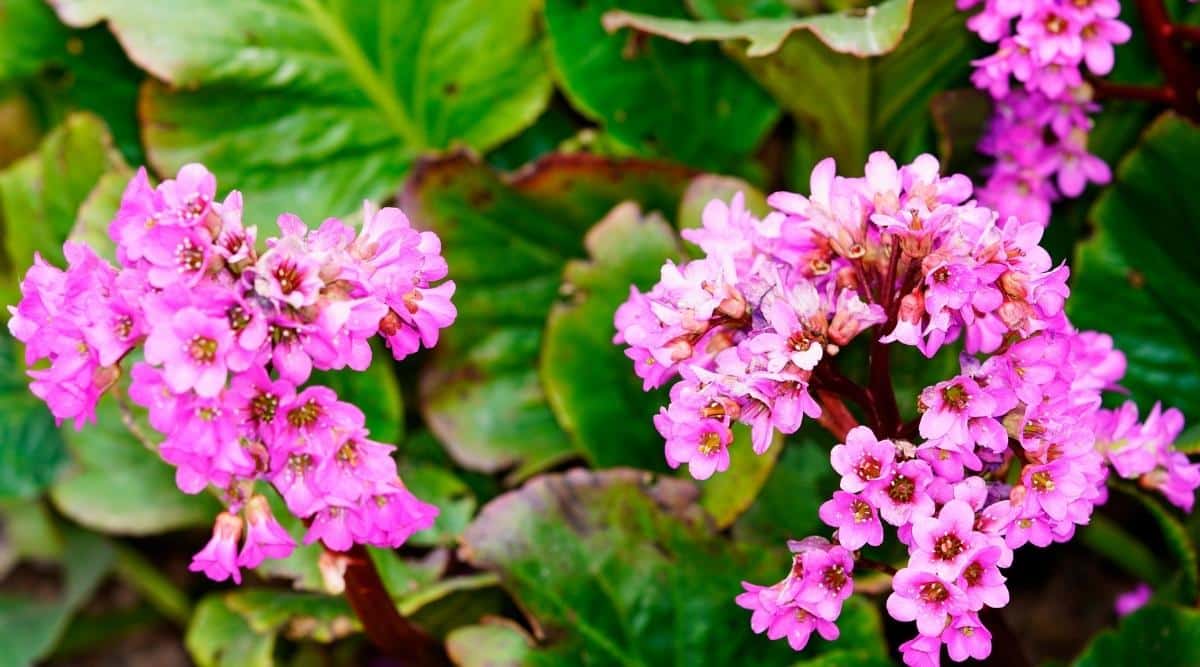 Bergenia crassifolia