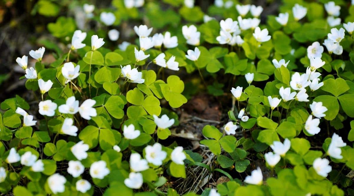 Oxalis