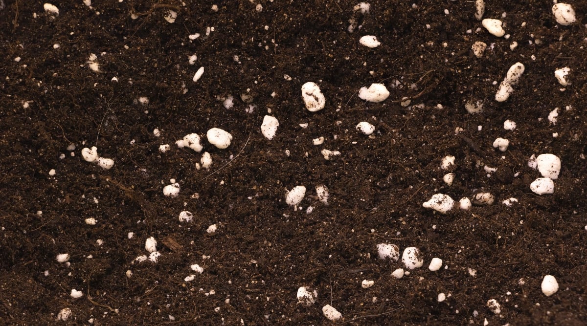 A close-up of potting soil shows rich, dark earth teeming with nutrients, tiny roots peeking out. Perlites, small white specks, bring aeration and drainage, resembling mini marshmallows in the fertile soil bed, enhancing growth.
