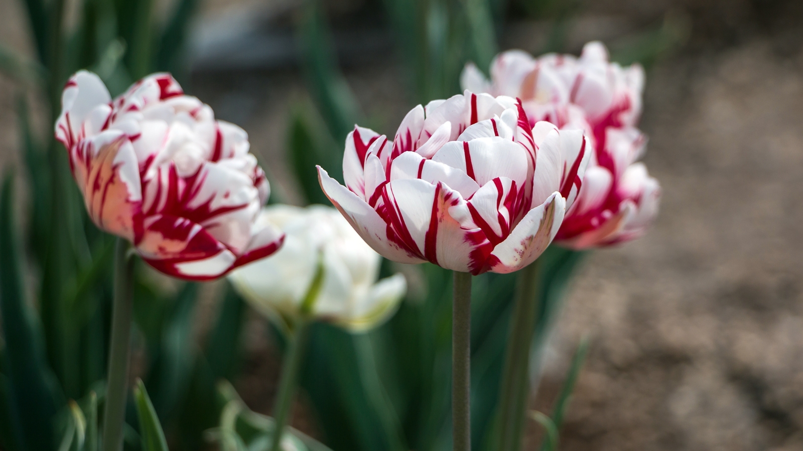 Crisp white petals accented with vivid red streaks, creating a bold and striking pattern.