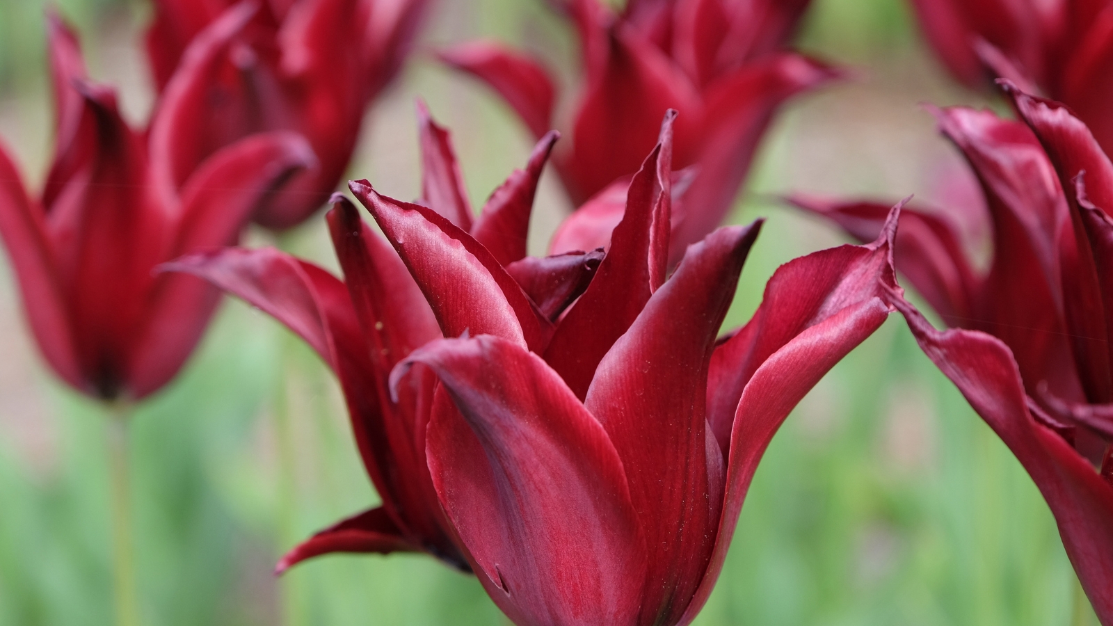 Sharp, elongated deep red petals with pointed tips open up dramatically in a rich green setting.