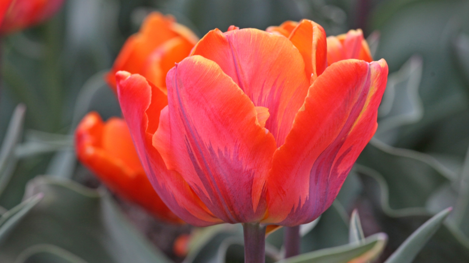 Fiery orange petals with deep red veins emerge from a compact bud, surrounded by deep green leaves.