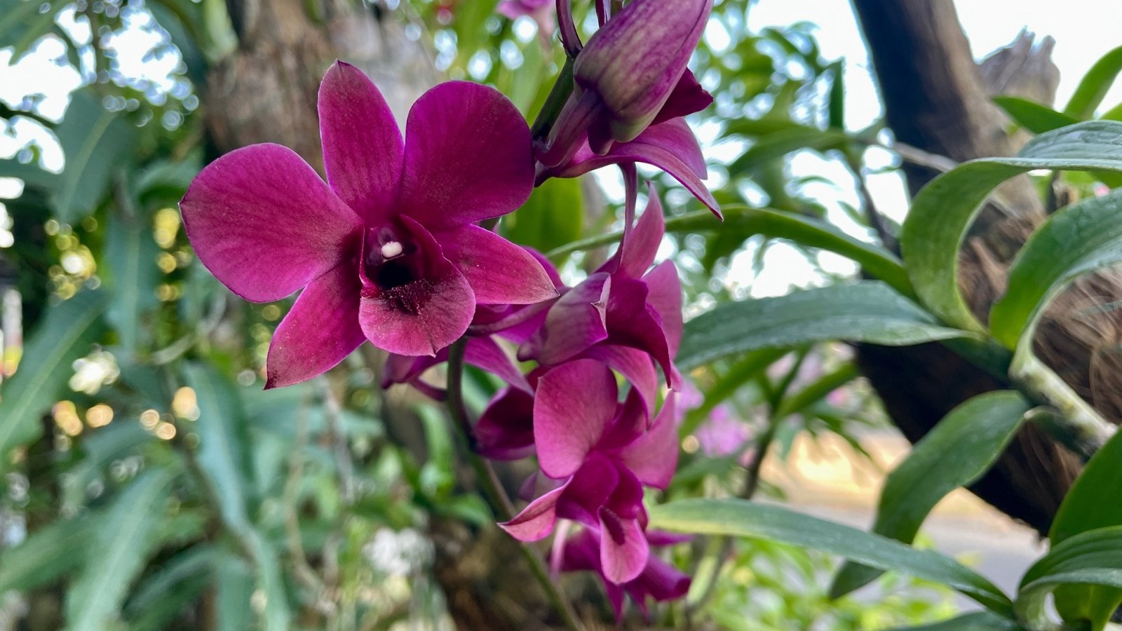 Several dark purple flowers hang gracefully from slender stems, with vibrant green foliage forming a rich backdrop to their intense hues.