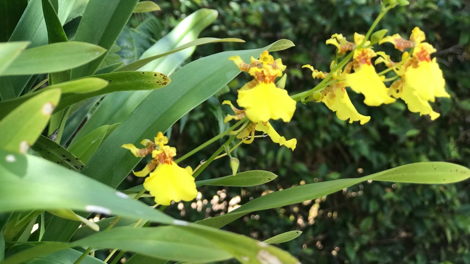 Multiple small, bright yellow blossoms with fluttery petals grow on arching stems, resembling tiny butterflies hovering amidst long, narrow green leaves.