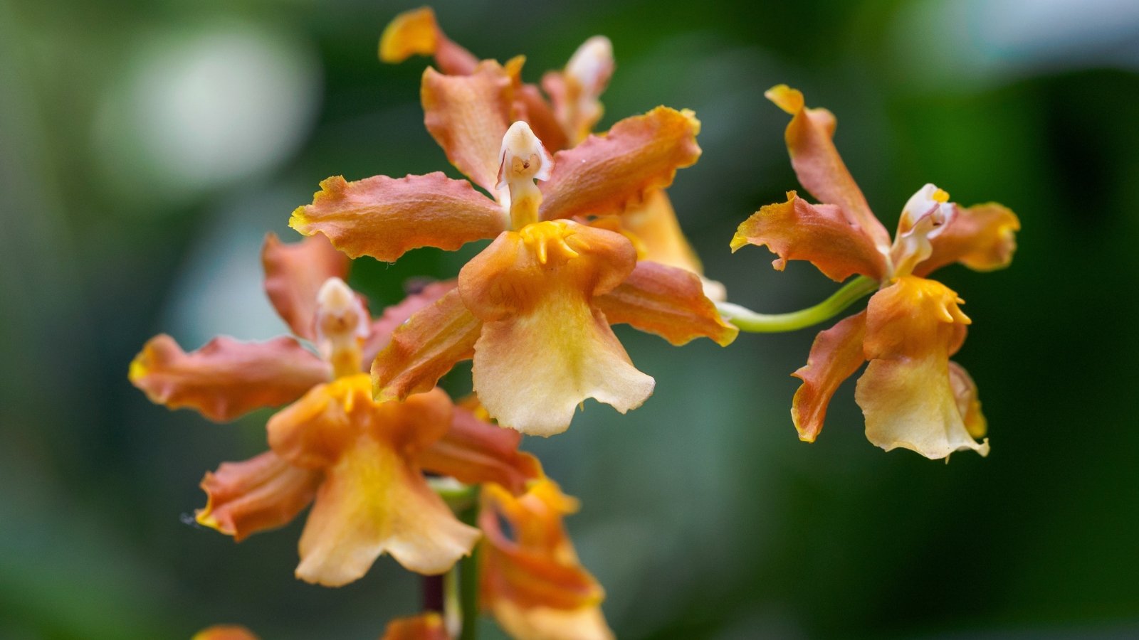 Fiery orange and yellow star-shaped flowers with slightly twisted petals, tipped with shades of cream, bloom energetically on tall stems.