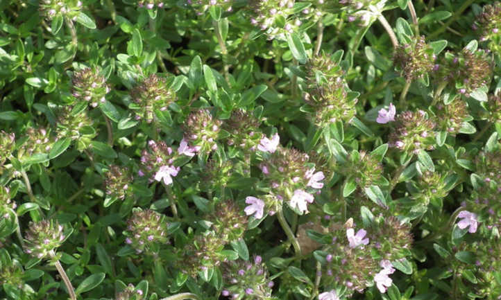 Top view of thyme plants