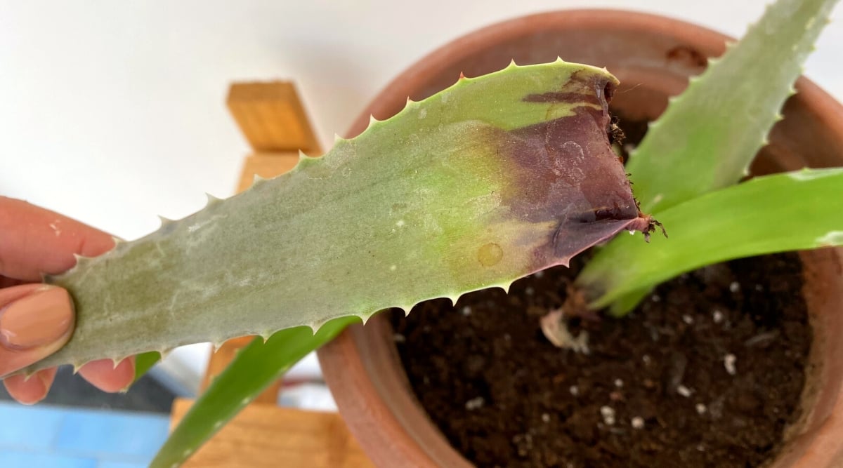 Woman's hand showing brown and black Aloe leaf due to root rot disease. The plant is in a large clay pot on a white background. It forms a rosette of succulent, elongated green leaves with spiky edges.