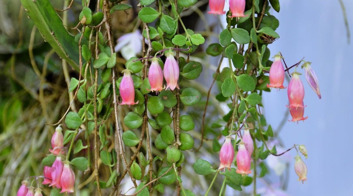 Close-up of a flowering Kalanchoe uniflora 'Coral Bells' plant against a blurred background. This cultivar showcases trailing habit with long and slender stems covered with fleshy, bright green leaves growing in pairs. At the ends of the stems there are inflorescences that hold small clusters of bright pink, bell-shaped flowers.