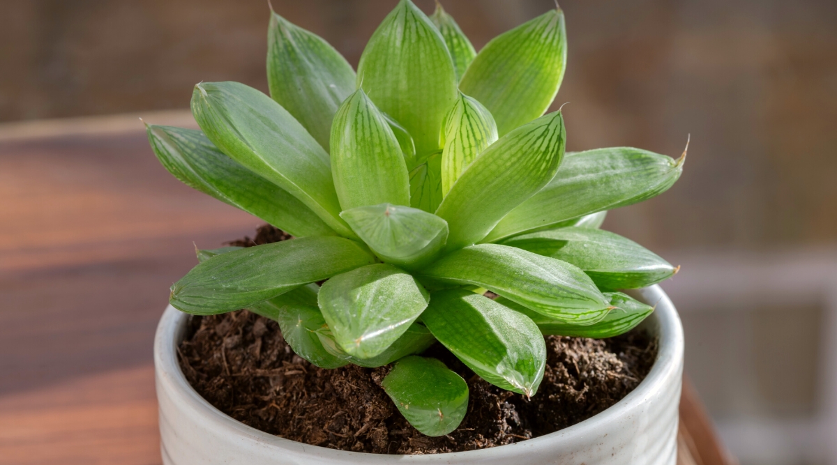 Close-up of Haworthia cymbiformis in a white ceramic pot against a blurred background. This succulent plant has a rosette-like arrangement of thick, fleshy leaves. The leaves are triangular or boat-shaped, possessing translucent areas near the tips that resemble windows, allowing sunlight to filter through.