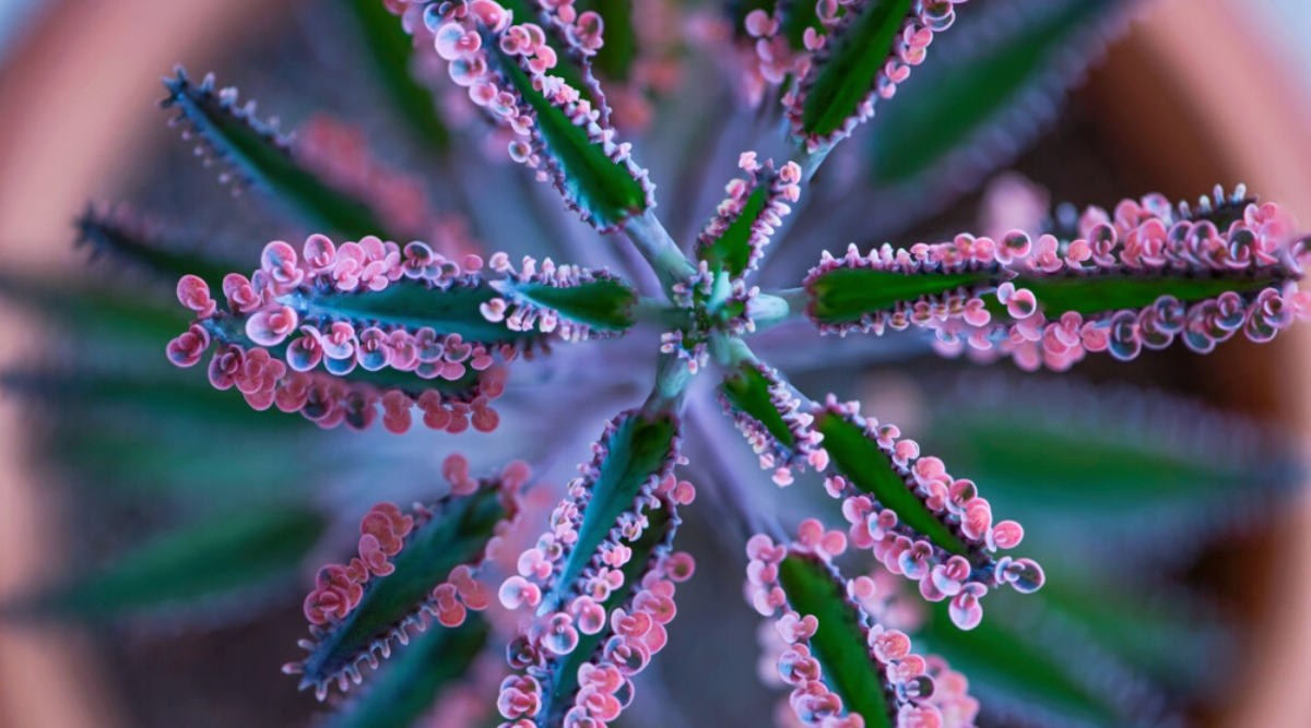 Top view, close-up of Kalanchoe x houghtonii 'Pink Butterflies' against a blurred clay pot background. This cultivar forms compact rosettes of fleshy, scalloped leaves that are green with edges adorned in soft shades of pink. The unique coloration gives the impression of delicate "butterflies" fluttering along the leaf margins.