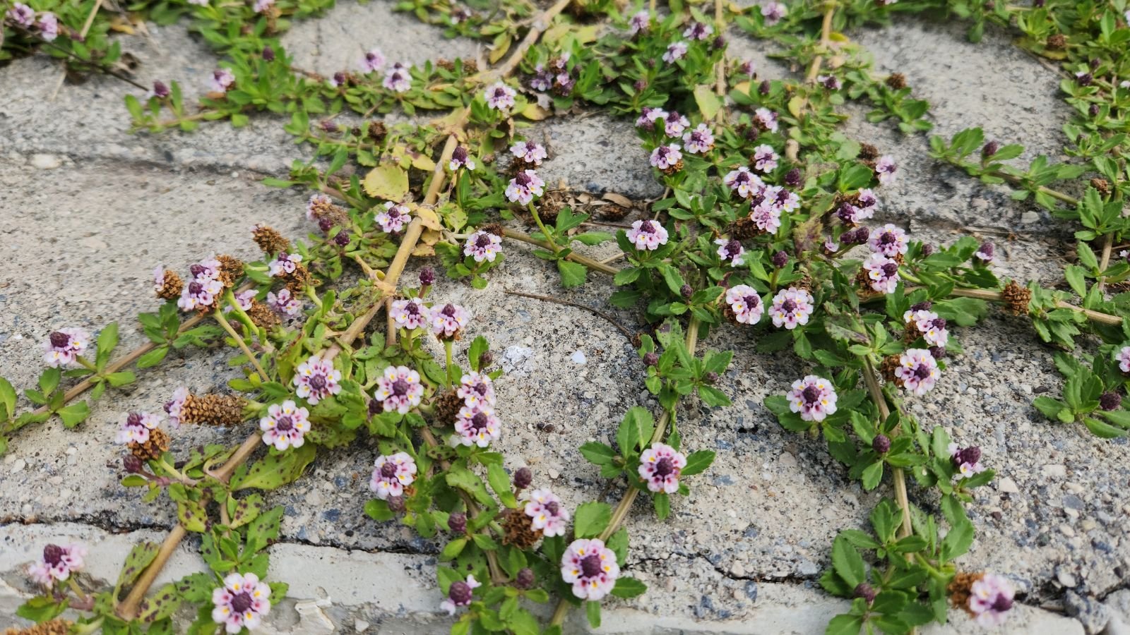 Growing Phyla nodiflora with small white flowers, having vivid green leave with serrated edges, placed on a stone surface