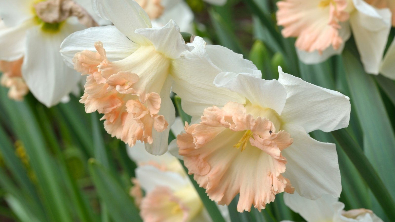 Creamy white petals surround a striking red-rimmed orange cup, with sturdy stems and long, linear green leaves.
