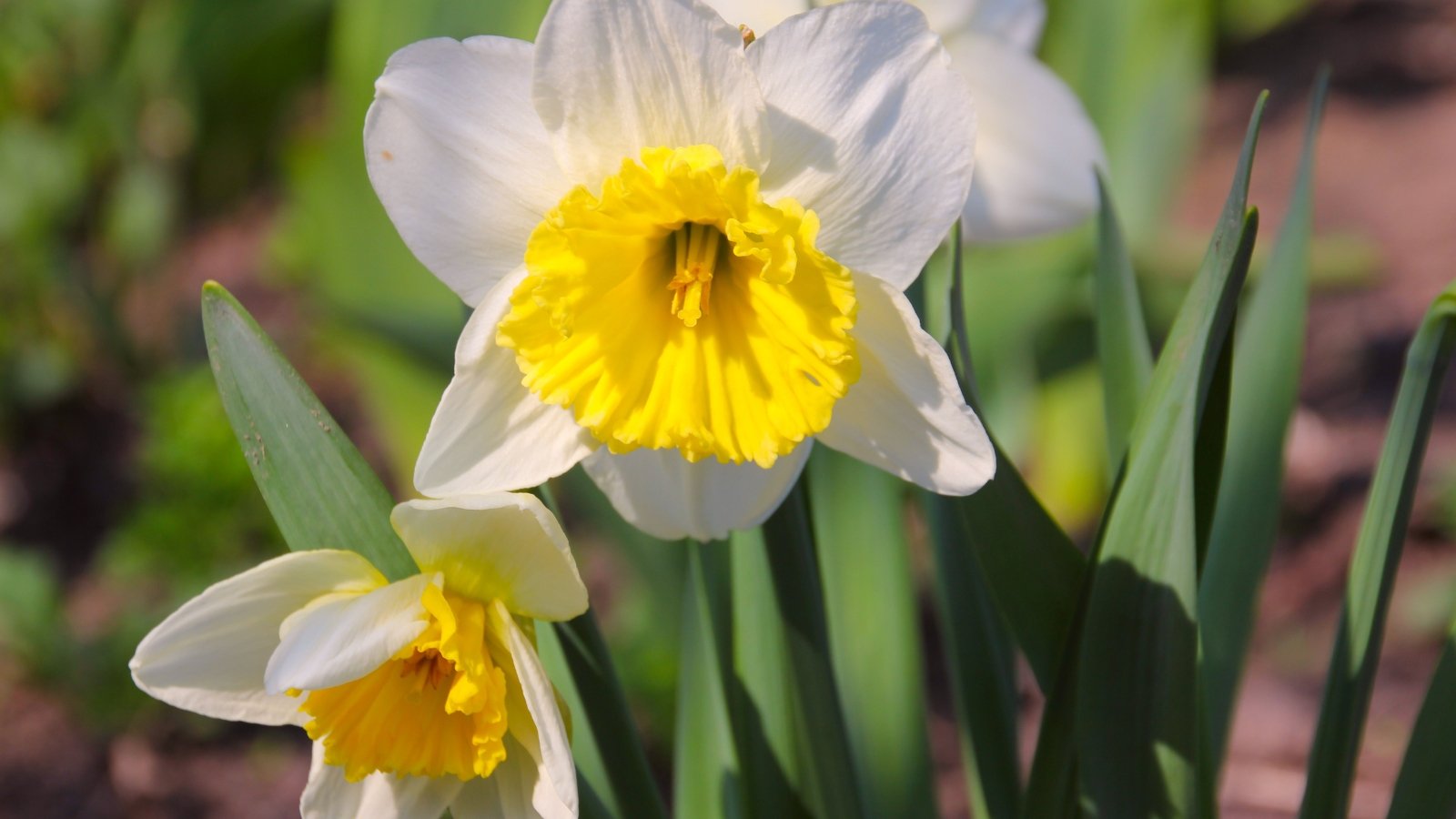 Vibrant white petals with a contrasting yellow cup set atop thick, strong stems and slender green leaves.
